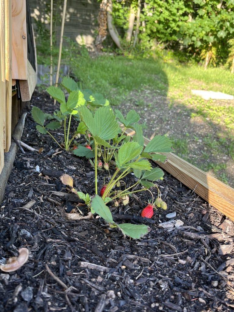 Actualite 1 fraises dans jardiniere a lombre du cedre scaled